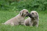 CANE CORSO 1088